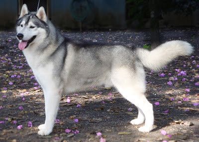 Photo of Grey Wizard of St. Lazarus