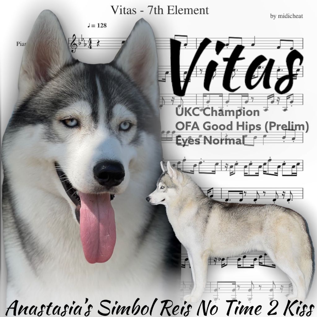 Photo of Anastasia’s Simbol Reis No Time 2 Kiss