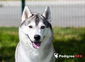 Photo of Zhdana Of Siberian Country