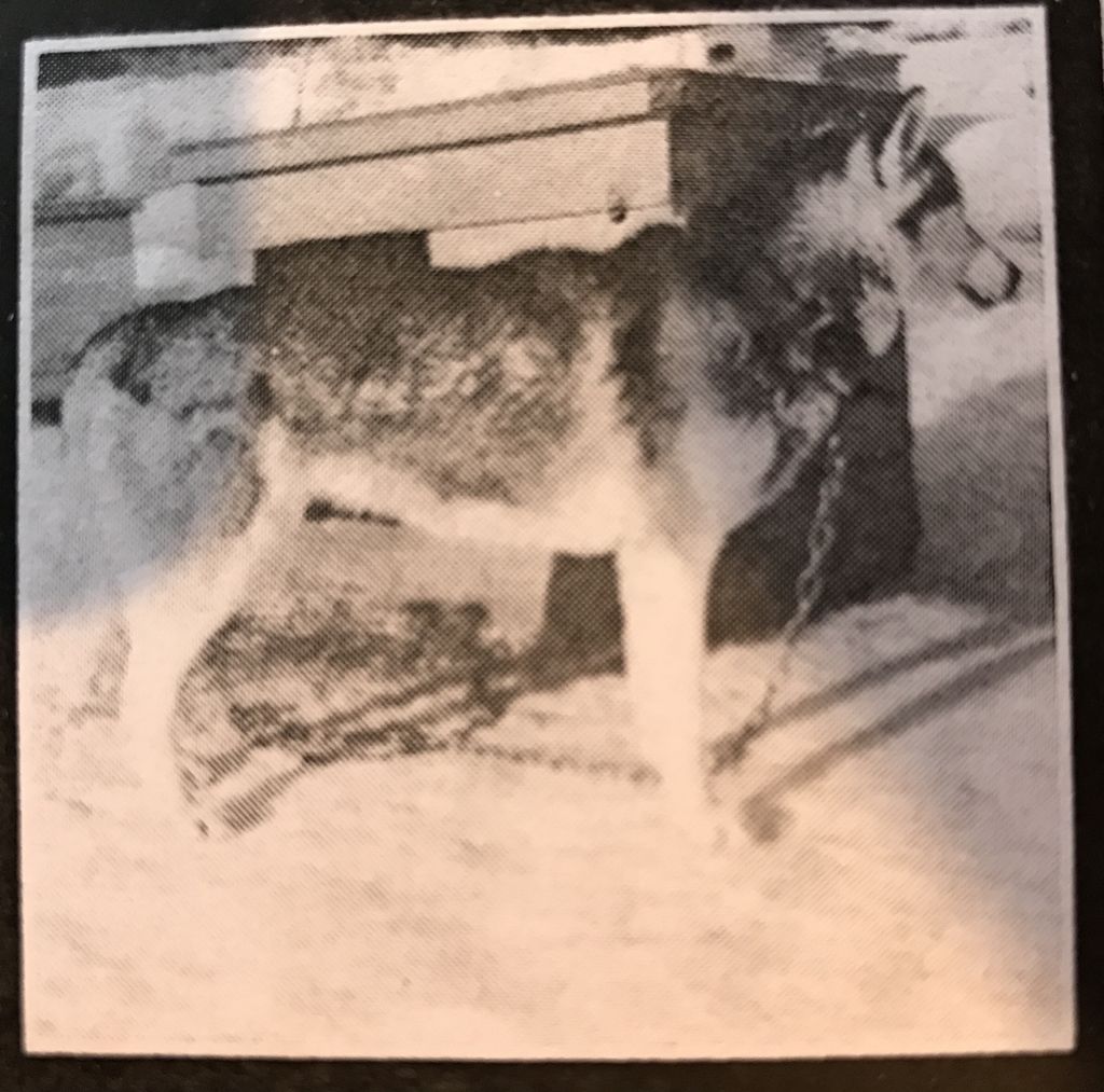 Photo of Alaskan’s Chena Of Anadyr