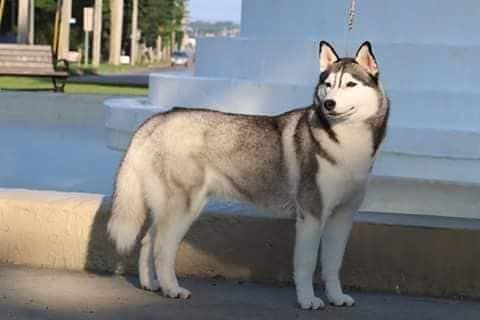 Photo of Highlander's Shadow Wood Sonder