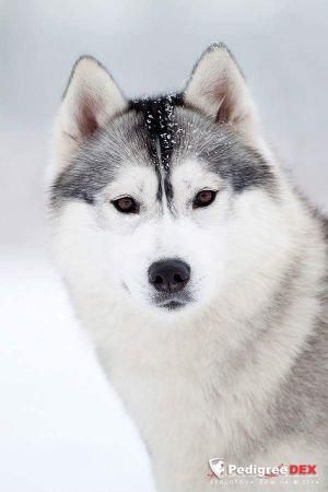 Photo of karma to win white land s ostrova otrada