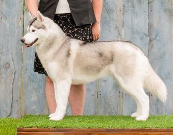 Photo of Sherakan’s Va Va Voom
