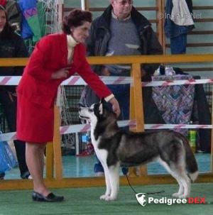 Photo of Miss Arisha Eskimoski Domek