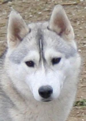 Photo of Wild Call Pura Esencia