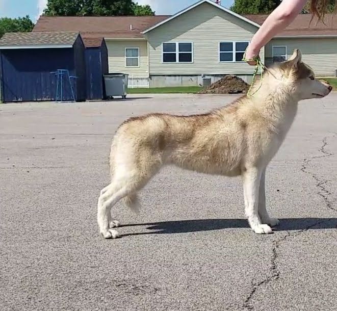 Photo of AuroraBalto’s Fox on The Run