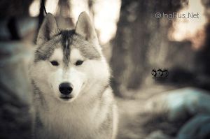 Photo of Hyperborea Tantum Ambassador