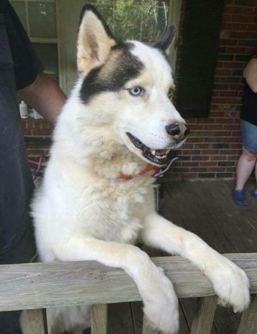 Photo of Blue-Eyed Demon
