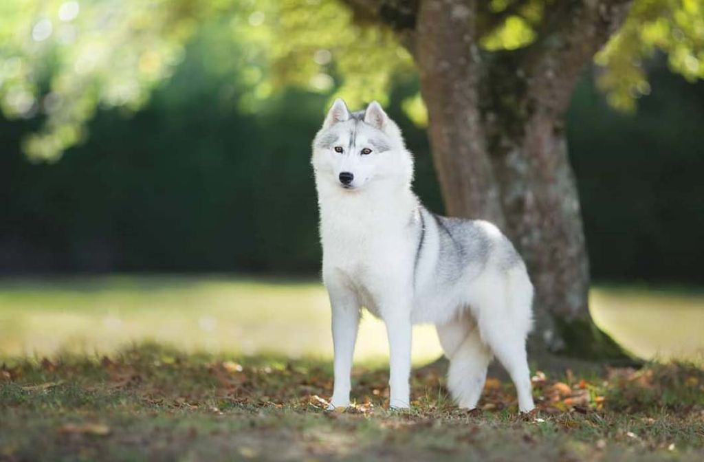 Photo of Lovely story des reves de neige