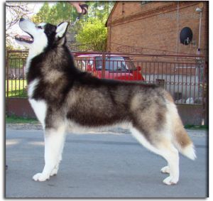 Photo of Tina’s Black King Eskimoski Domek
