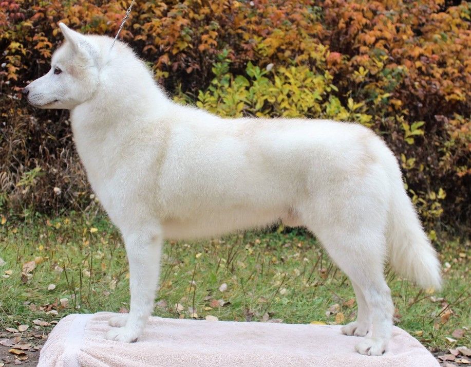 Photo of Nanook’s On A Winter Night