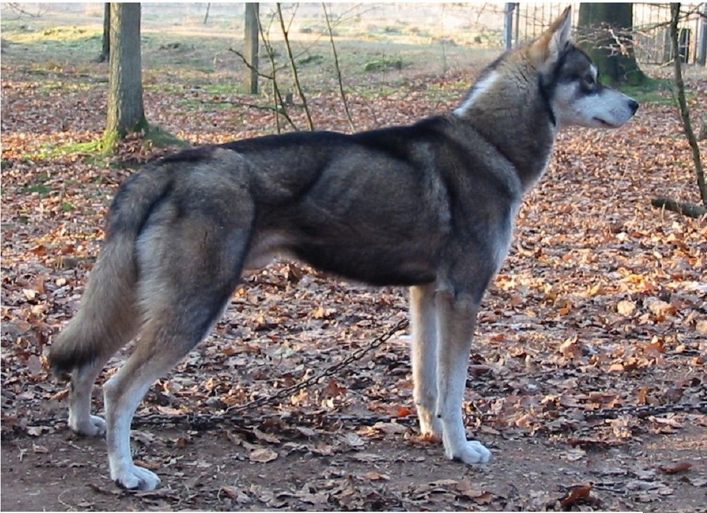 Photo of Lokiboden’s Edwin