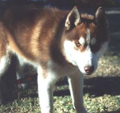 Photo of Innisfree Shadow Warrior Of Wolvereen