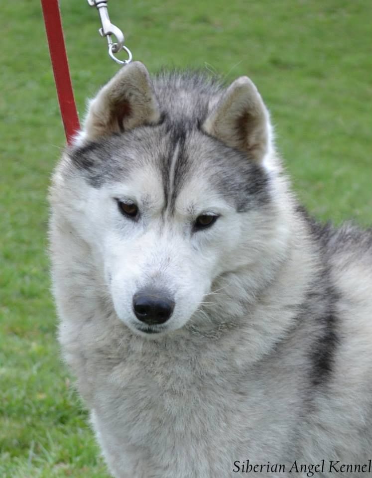 Photo of Siberian Angel Akhilleus