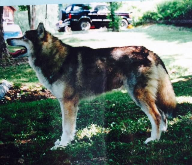 Photo of Nekanesu’s Pete