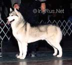 Photo of Karnovanda’s A Touch Of Frost
