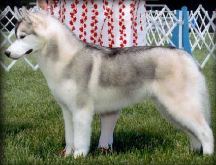 Photo of Zuska's Shacree Falcon of the Mist