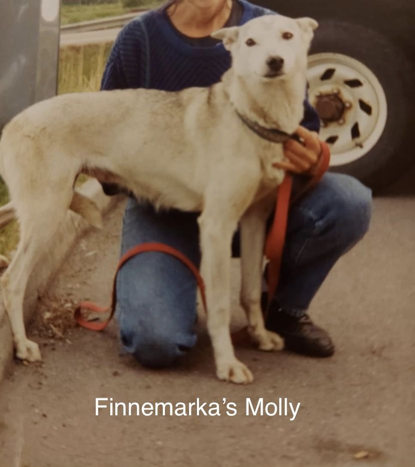 Photo of Finnemarka’s Molly