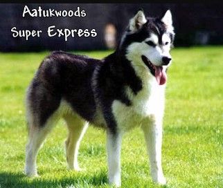 Photo of Aatukwoods Super Express