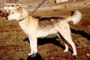 Photo of Ash Of Markovo