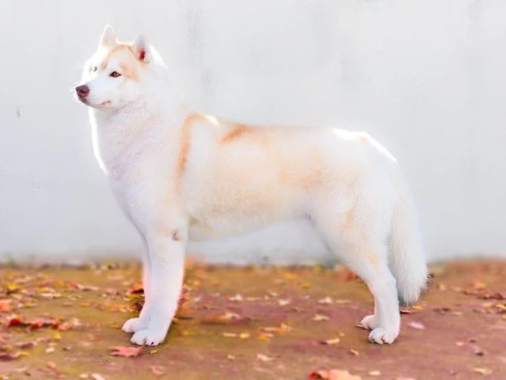 Photo of Bloodsnow Jealous Of My Boogie