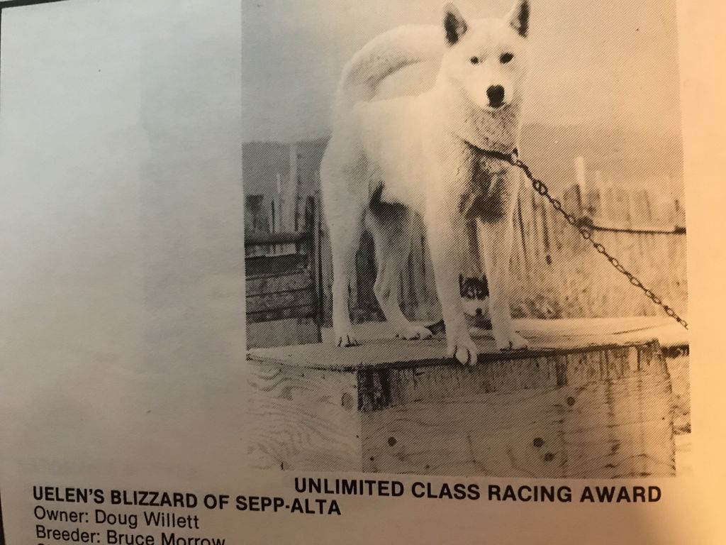 Photo of Uelen’s Blizzard Of Sepp-Alta