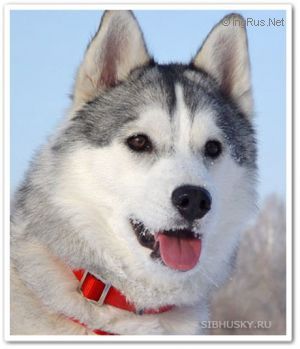 Photo of Husky Haven Arturo's Kiss