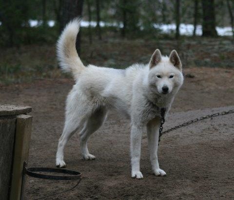 Photo of NorthWapiti’s Tramp