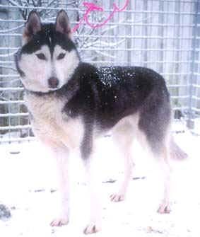 Photo of Nay-La-Chee’s Svarte Ildico