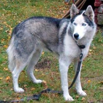 Photo of Arctic Soul Celesta