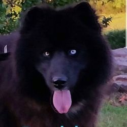 Photo of Isaiah’s Onyx of Darkness