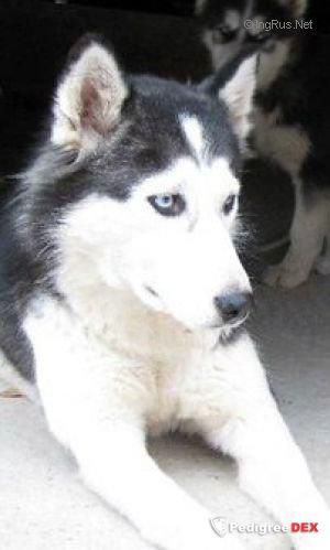 Photo of Lora