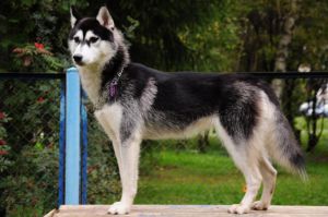 Photo of Rossel'ona Snow Girl S Goluboy Zvezdy
