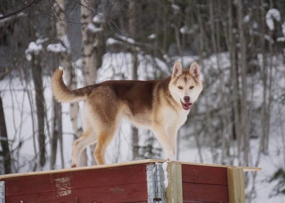 Photo of Alka-Shan's Ziggy Stardust