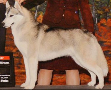 Photo of Highlander’s Maska The Price Is Right