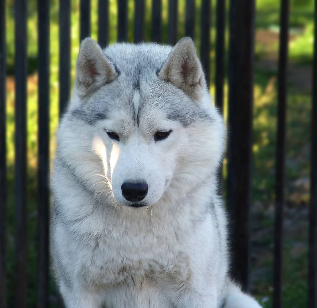 Photo of Altay Spirit Zharoh