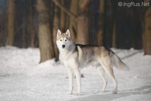 Photo of Moonrun's Powder