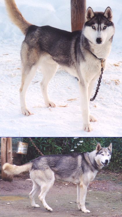 Photo of Alaskan’s Oleg of Anadyr