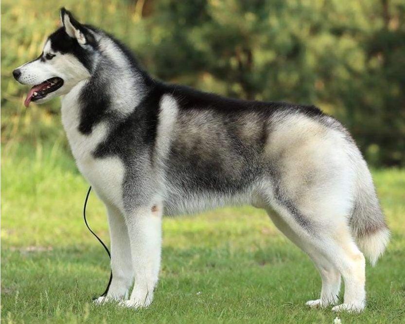 Photo of Champagne Diamond Billy