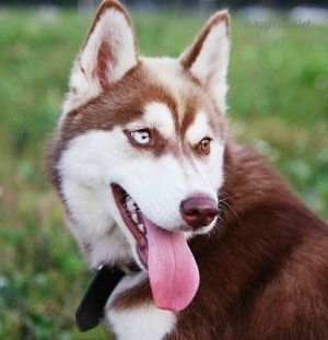 Photo of Husky Haven Cheese Cake Party