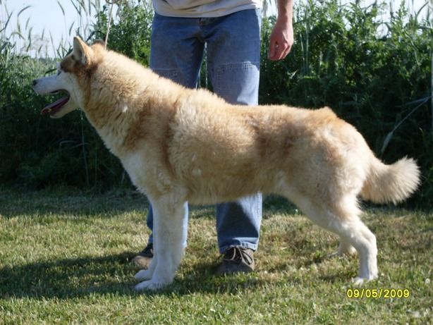 Photo of Balto City Wolf