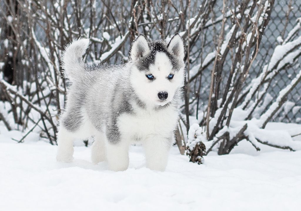 Photo of Aquilon from Minsky Siberians