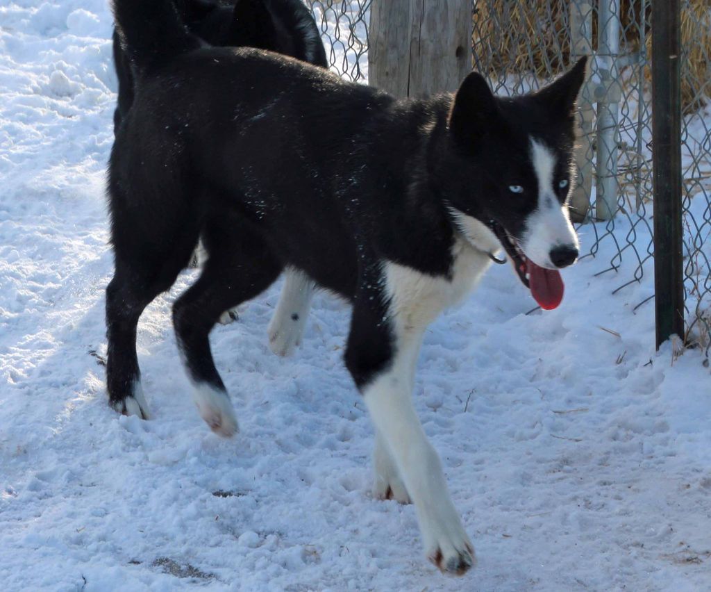 Photo of Deer Creek’s American Rebel