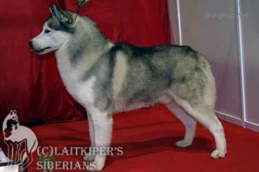 Photo of Sasquehanna Prestige