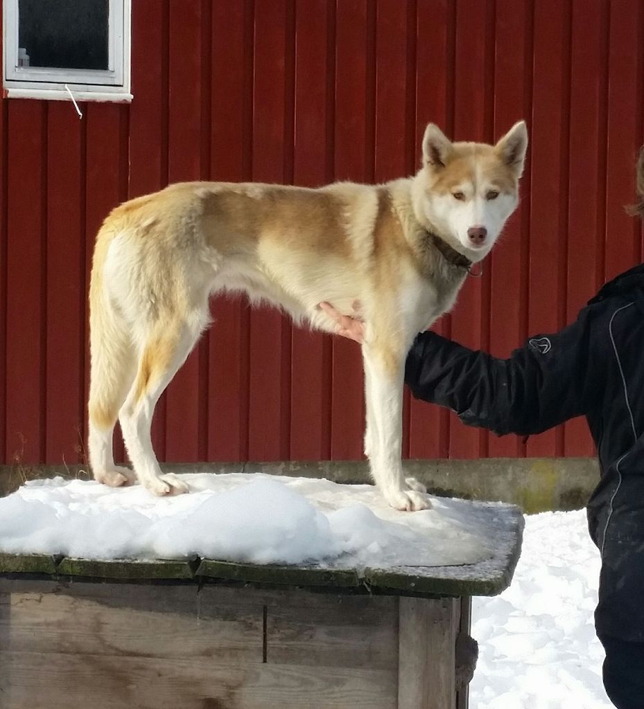 Photo of Vargteam’s Sandra