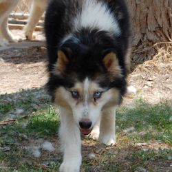 Photo of Shasta Rose Of Kodi’s Legacy