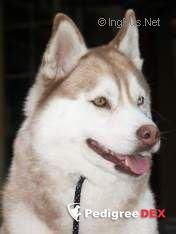 Photo of Queen Of Herts Yukon Tanana