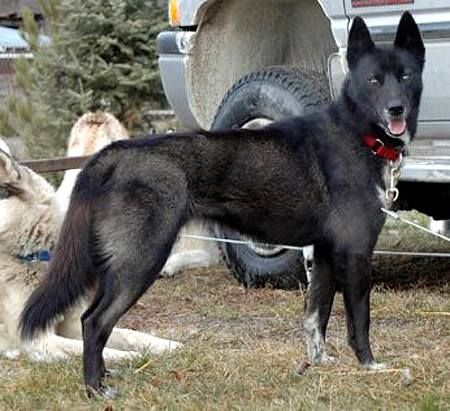 Photo of Wild Wind’s Bailey