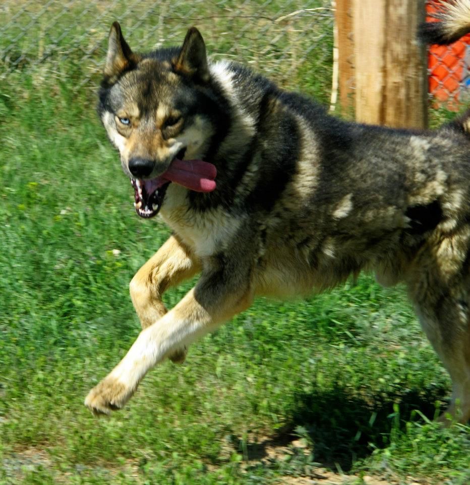 Photo of Deer Creek’s Zeke