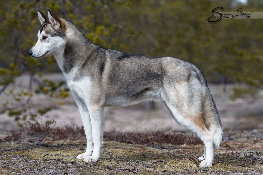 Photo of Sheza Classic Silver Lining